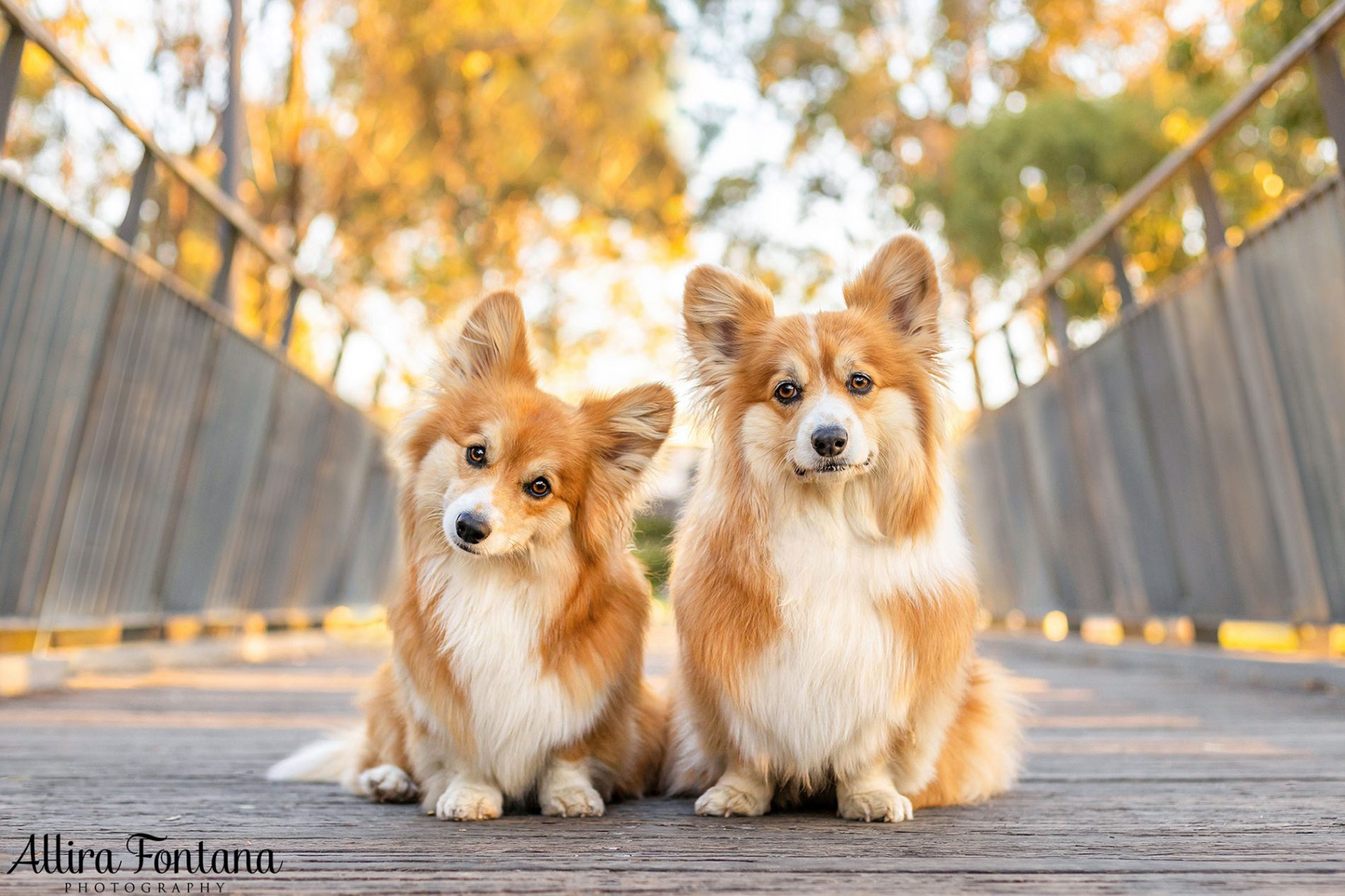 best-dog-photographer-sydney