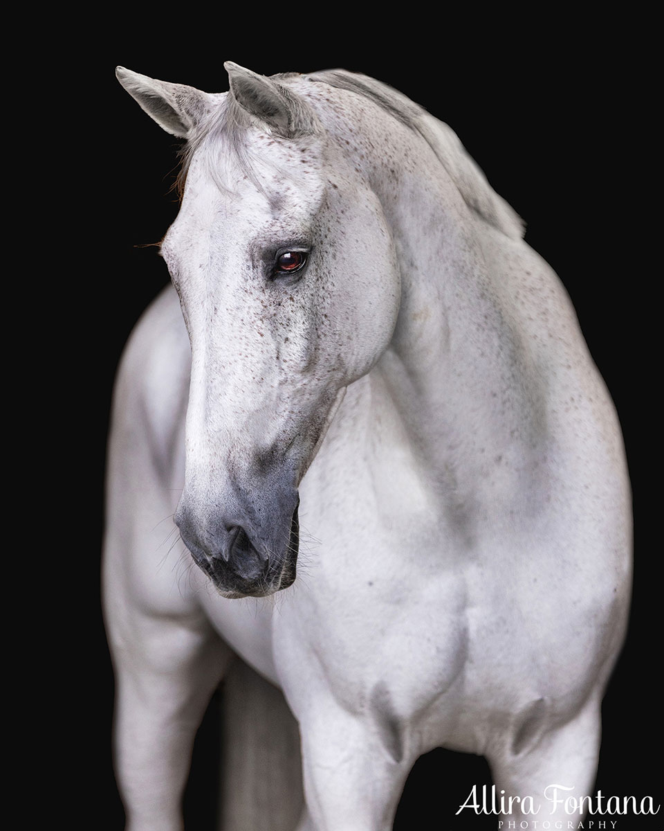 equine-photographer-sydney