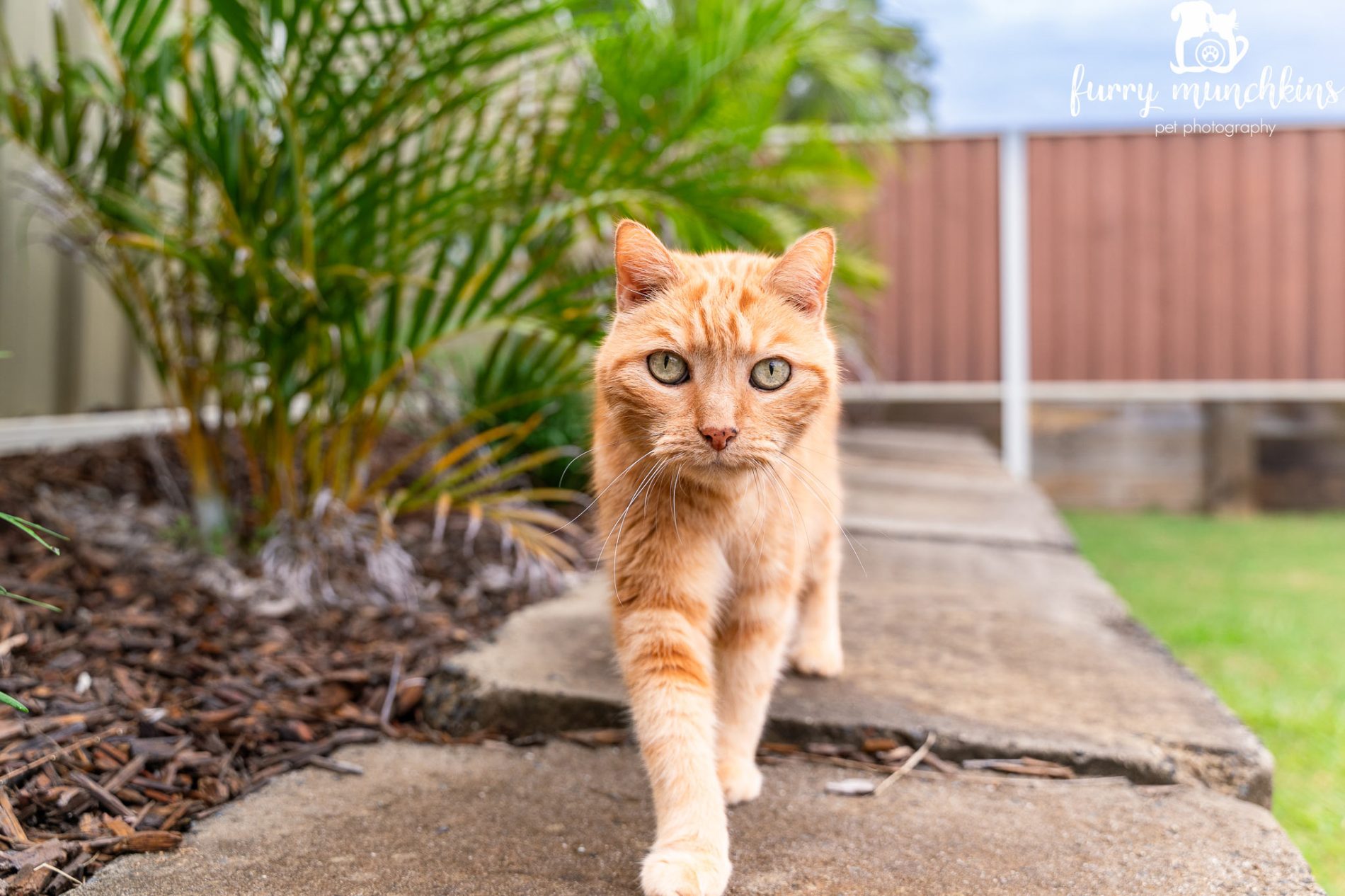 professional-cat-photographer-sydney-